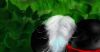 Filename=Hut4.jpg
Filesize=66KiB
Dimensions=1040x545
Date added=Jun 13, 2007 Hut4.jpg