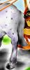 Filename=Pferd.jpg
Filesize=108KiB
Dimensions=566x1304
Date added=Jun 13, 2007 Pferd.jpg