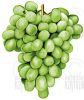 Filename=mae98_food_weintrauben.jpg
Filesize=23KiB
Dimensions=270x319
Date added=Nov 13, 2007 mae98_food_weintrauben.jpg