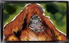 Filename=orangutan2.jpg
Filesize=125KiB
Dimensions=814x509
Date added=Jun 15, 2009 orangutan2.jpg