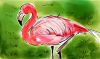 Filename=flamingo.jpg
Filesize=52KiB
Dimensions=528x314
Date added=Jun 15, 2009 flamingo.jpg