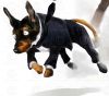Filename=doberman.jpg
Filesize=31KiB
Dimensions=656x583
Date added=Sep 03, 2008 doberman.jpg