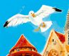 Filename=Ritterburg_034_Moewe.jpg
Filesize=96KiB
Dimensions=832x675
Date added=Jun 29, 2015 Ritterburg_034_Moewe.jpg