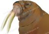 Filename=2014_kaymak_de_wikinger_072.jpg
Filesize=27KiB
Dimensions=620x439
Date added=Sep 16, 2015 2014_kaymak_de_wikinger_072.jpg