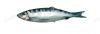 Filename=2014_kaymak_de_wikinger_074.jpg
Filesize=13KiB
Dimensions=809x276
Date added=Sep 16, 2015 2014_kaymak_de_wikinger_074.jpg