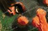 Filename=2014_kaymak_de_wikinger_080.jpg
Filesize=70KiB
Dimensions=817x529
Date added=Sep 16, 2015 2014_kaymak_de_wikinger_080.jpg